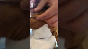 Как быстро и безболезненно вытащить клеща!