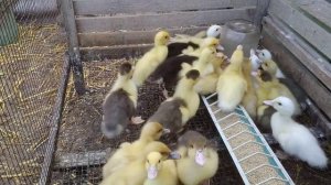МУСКУСНЫЕ УТКИ, ВЫВОД УТЯТ ПОД УТКОЙ, ГОЛУБЫЕ УТКИ, КОРМЛЕНИЕ УТОК И БРОЙЛЕРА ВЛАЖНЫМИ МЕШАНКАМИ.