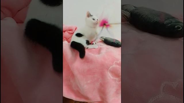 Коротколапый котёнок породы Манчкин.#munchkin #манчкин смотреть онлайн