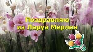 Поздравляю с 8-м марта. Орхидеи и другие цветы в магазине Леруа Мерлен перед праздником.