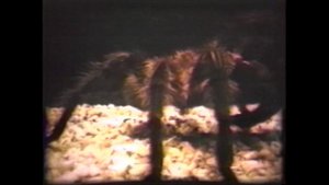 Тарантелла(1989) ПЕРВЫЙ ФИЛЬМ КРИСТОФЕРА НОЛАНА.