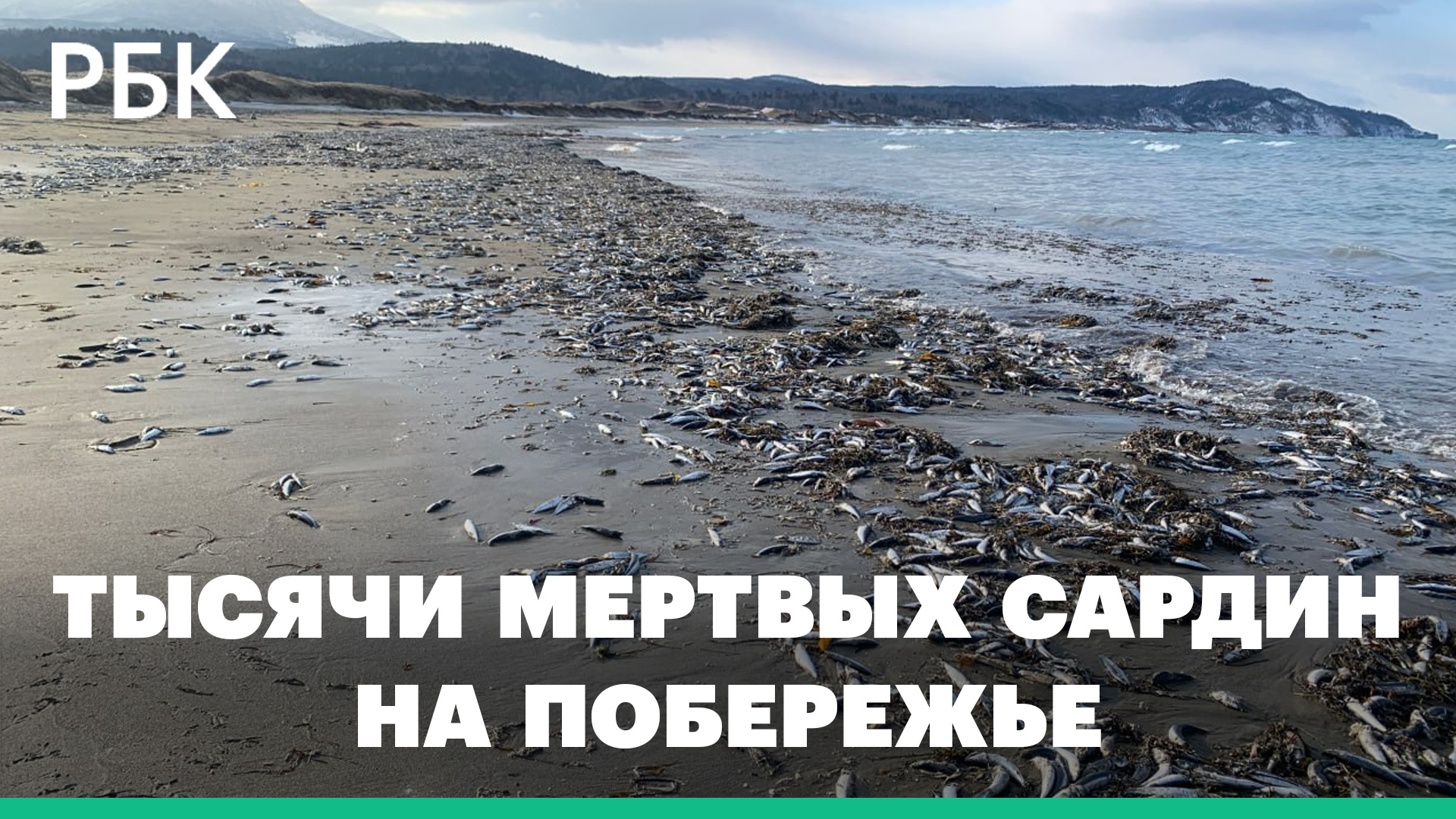 Тысячи мертвых сардин выбросило на берег острова Кунашир. Видео