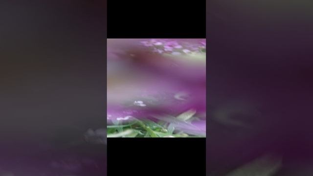 Аллисум в осеннем саду)