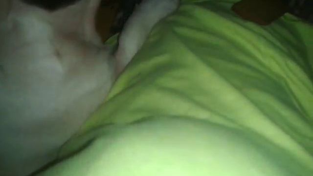 Французкий бульдог Моничка смотреть онлайн