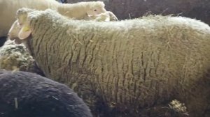 Бараны Бергсчаф, Мериноландшаф и Фризские! Доставка домашних баранов и овец из Европы! Овцеводство