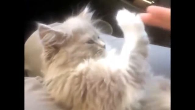 Эти забавные животные Часть 35 я смотреть онлайн