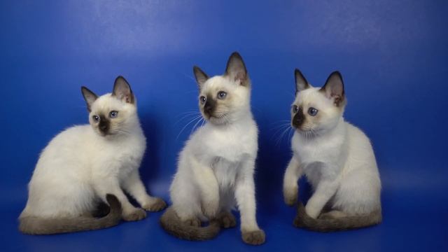 Тайские котята B...Gamlet, 2,5 месяца смотреть онлайн