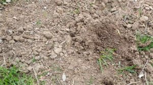 Кубань. Март. Кроты и коты.