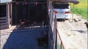 Питбуль Муса и Спайк не могут поделить лидерство...Разборки питбулей. Питбуль драка.