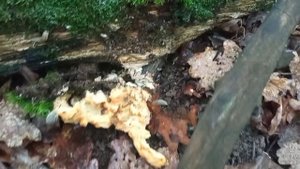 Запасся грибным мясом на год! (ТСЖ) Трутовик серно-желтый.