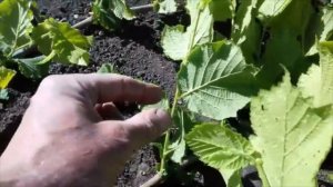 Фундук Шедевр.Получаю саженцы горизонтальными отводками.