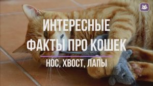 Интересные факты про кошек