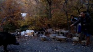 Утриш,третья лагуна.дикая свинья Маруся