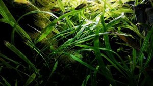 ЭДОГОНИУМ. ПРИЧИНЫ ПОЯВЛЕНИЯ И МЕТОДЫ БОРЬБЫ.