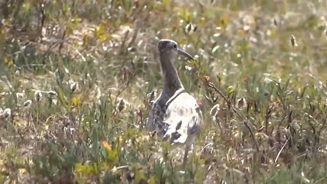 Вальдшнеп на болоте смотреть онлайн