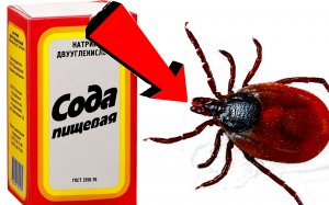 Как избавиться от клеща за 3 Секунды!