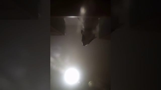 Плачущий чихуахуа смотреть онлайн