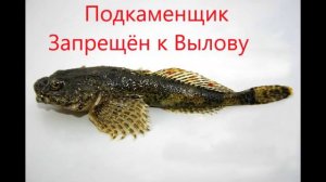 Запрещённая рыба к Вылову в РФ