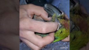 Что делать если застряло яйцо у попугя.