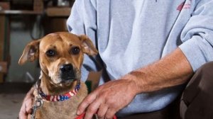 Мужчины просто решили устроить мальчишник, как вдруг из леса прямо к ним вышла бродячая собака…