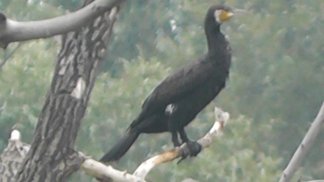 БОЛЬШИЕ БАКЛАНЫ( Phalacrocorax carbo)ПОКАЗЫВАЮТ МОЛОДЁЖЬ(сеголеток) смотреть онлайн