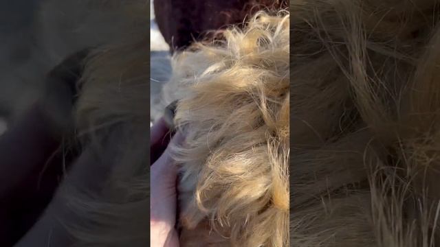 Качающие рожки у быка #герефорд #shorts #бык #животные #крс #комолый #рогатый #рога #ферма #село#кф смотреть онлайн