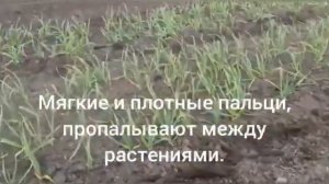 Пальчиковый культиватор ТМЗ Ресурс «Тулка КП»
