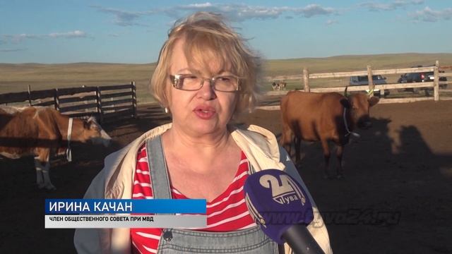 К чему приводит бесхозный выпас скота смотреть онлайн