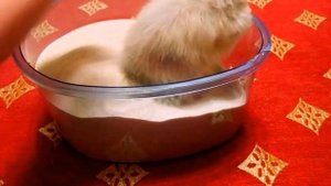 Купание сирийского хомяка в песке!