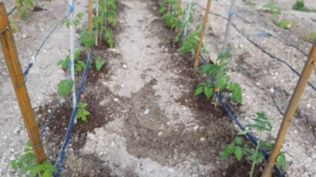 ОБЫЧНАЯ ПЯТНИЦА/ГОЛОВА КРУГОМ/ВНУЧКИ МУЖА/ВСЕ БЕГОМ смотреть онлайн