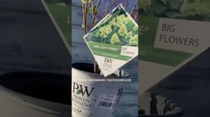 Hydrangea Limelight Prime®Гортензия Limelight Prime® не просто новая – она еще лучше!