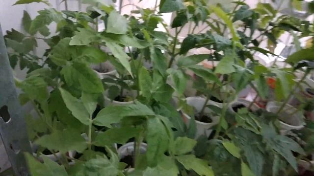 ПОДКОРМКА РАССАДЫ. СУСПЕНЗИЯ ХЛОРЕЛЛЫ смотреть онлайн