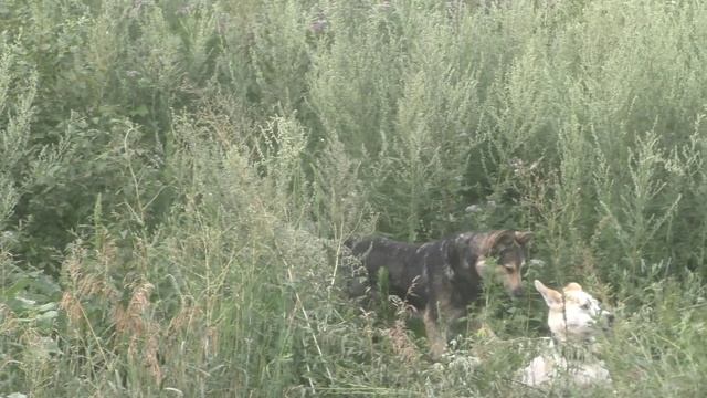 В ЗАРОСЛЯХ).Видео Татьяны Крестьянсковой