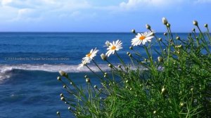 Zen TV ️ (Frutiger Aero Vaporwave Mix)