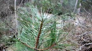 Где Ялта берёт воду? Водозабор над Ялтой в ущелье Уч-Кош. Ущелье Уч-Кош. В Ялте холодно. Конец март