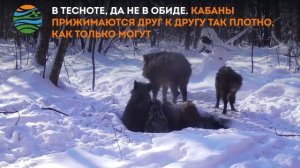 В Окском заповеднике показали, как кабаны вьют гнезда