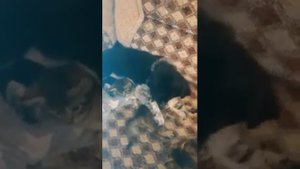 Щенок бордер колли Зарина и котята