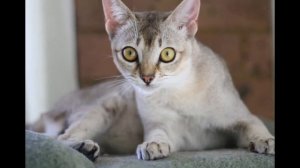 Сингапурская кошка, или сингапура (Singapura cat) породы кошек( Slide show)!