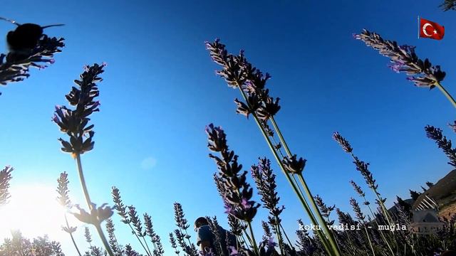 Koku Vadisi | Lavanta Bahçesi Muğla | Tıbbi Aromatik Bitkiler Çiftliği | Lavender Garden [K.DERE]