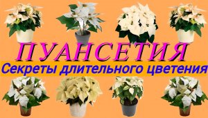 КАК ухаживать за ПУАНСЕТТИЕЙ чтобы она долго цвела! Как заставить цвести пуансеттию!