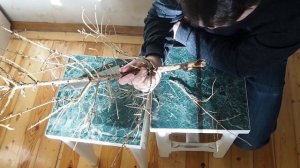 ПУСТИТ ЛИ ЁЛКА КОРНИ?