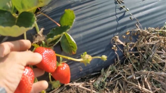 Найкращий сорт полуниці / Ягода буде до морозів / плодоношеня сорту кабрілло в кінці липня смотреть онлайн