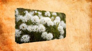 Багульник болотный избавляет от клопов и лешая