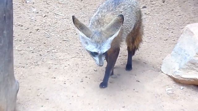 Eventieria Wild Life Park, Near Waterberg Game Park  | Waterberg - Limpopo Province - South Africa смотреть онлайн