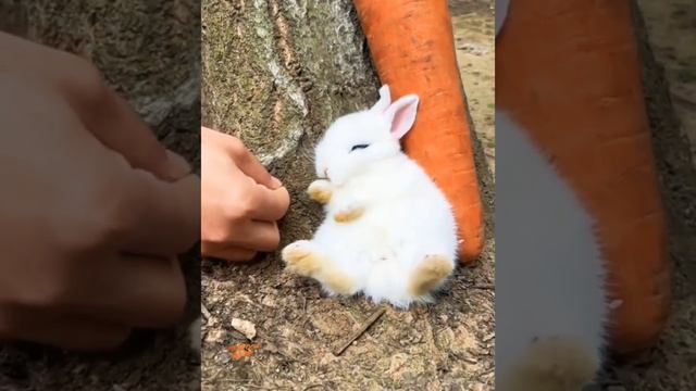 Какой милый 😍#кролик #морковка #кушает #еда #крольчата#Funny #Cute#rabbit #babyrabbit #зайка#animal