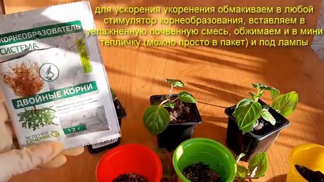 Что делать с покупной рассадой цветов, Фуксия, укореняем, уход, формирование, секреты черенкования смотреть онлайн
