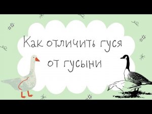 Как отличить гуся от гусыни