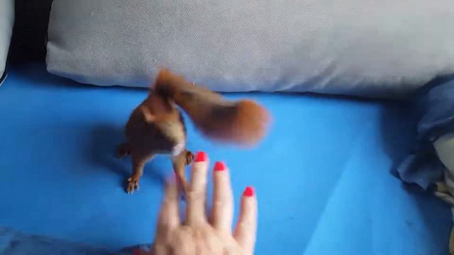 Zahmes Eichhörnchen spielt verrückt смотреть онлайн