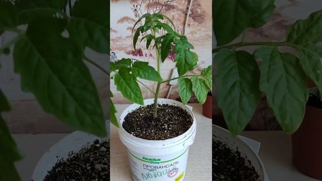 Томаты 13. Аскохитоз на томатах? смотреть онлайн