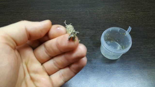 САМЫЙ СТРАННЫЙ И НЕОЖИДАННЫЙ ПИТОМЕЦ смотреть онлайн